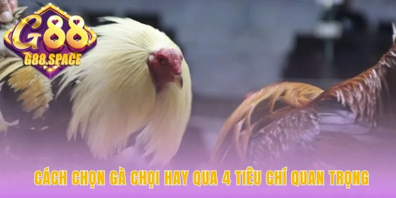 Cách chọn gà chọi hay dựa trên 4 tiêu chí bất di bất dịch