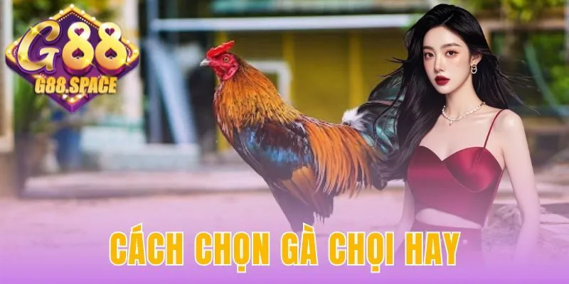 cách chọn gà chọi hay