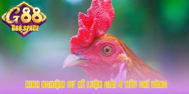 Kinh nghiệm sư kê thể hiện qua 4 tiêu chí tuyển chọn