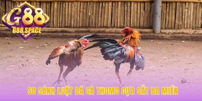 So sánh luật chơi đá gà hé lộ bản sắc độc đáo từng vùng