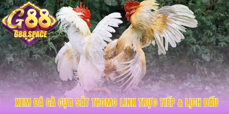 Link trực tiếp và lịch đấu đá gà cựa sắt Thomo cập nhật mỗi ngày
